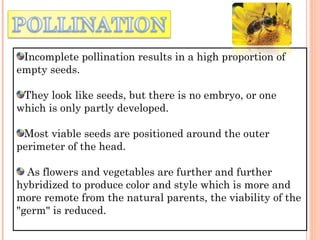 Incomplete pollination results in a high proportion of
empty seeds.
They look like seeds, but there is no embryo, or one
which is only partly developed.
Most viable seeds are positioned around the outer
perimeter of the head.
As flowers and vegetables are further and further
hybridized to produce color and style which is more and
more remote from the natural parents, the viability of the
"germ" is reduced.
 