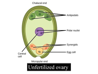 Unfertilized ovary
 