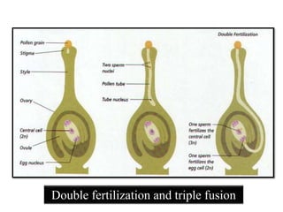 Double fertilization and triple fusion
 