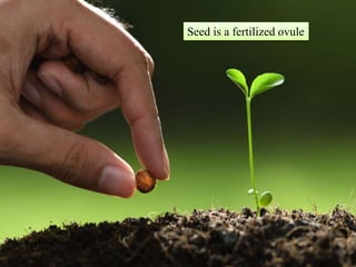 Seed is a fertilized ovule
 