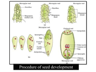 Procedure of seed development
 