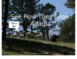 See How They Grow:
      Adagia
That's
 Me!




         Copyright 2009 Melinda Cook, Trueheart Alpacas, LLC
 