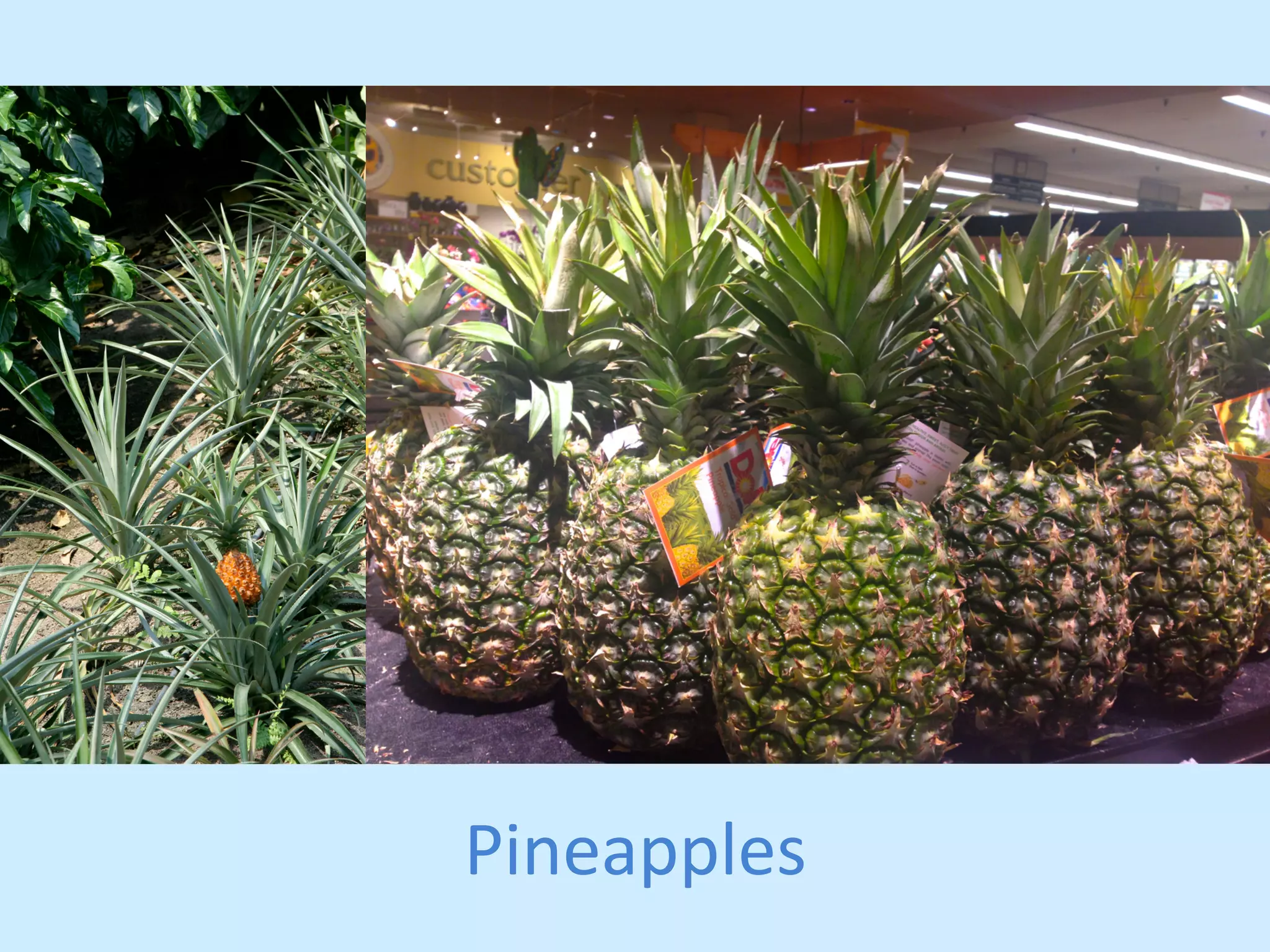 Pineapples 
 