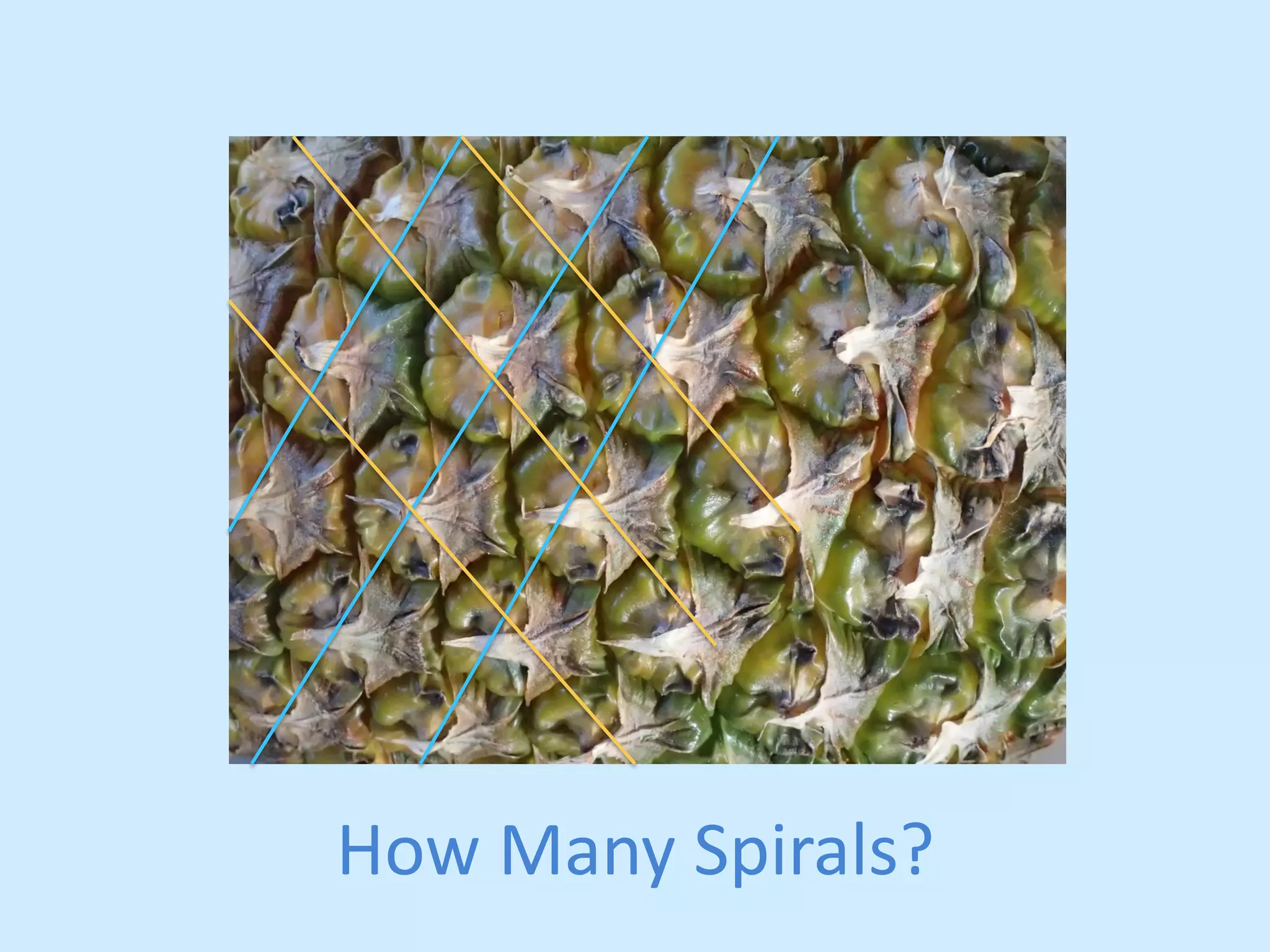 How 
Many 
Spirals? 
 
