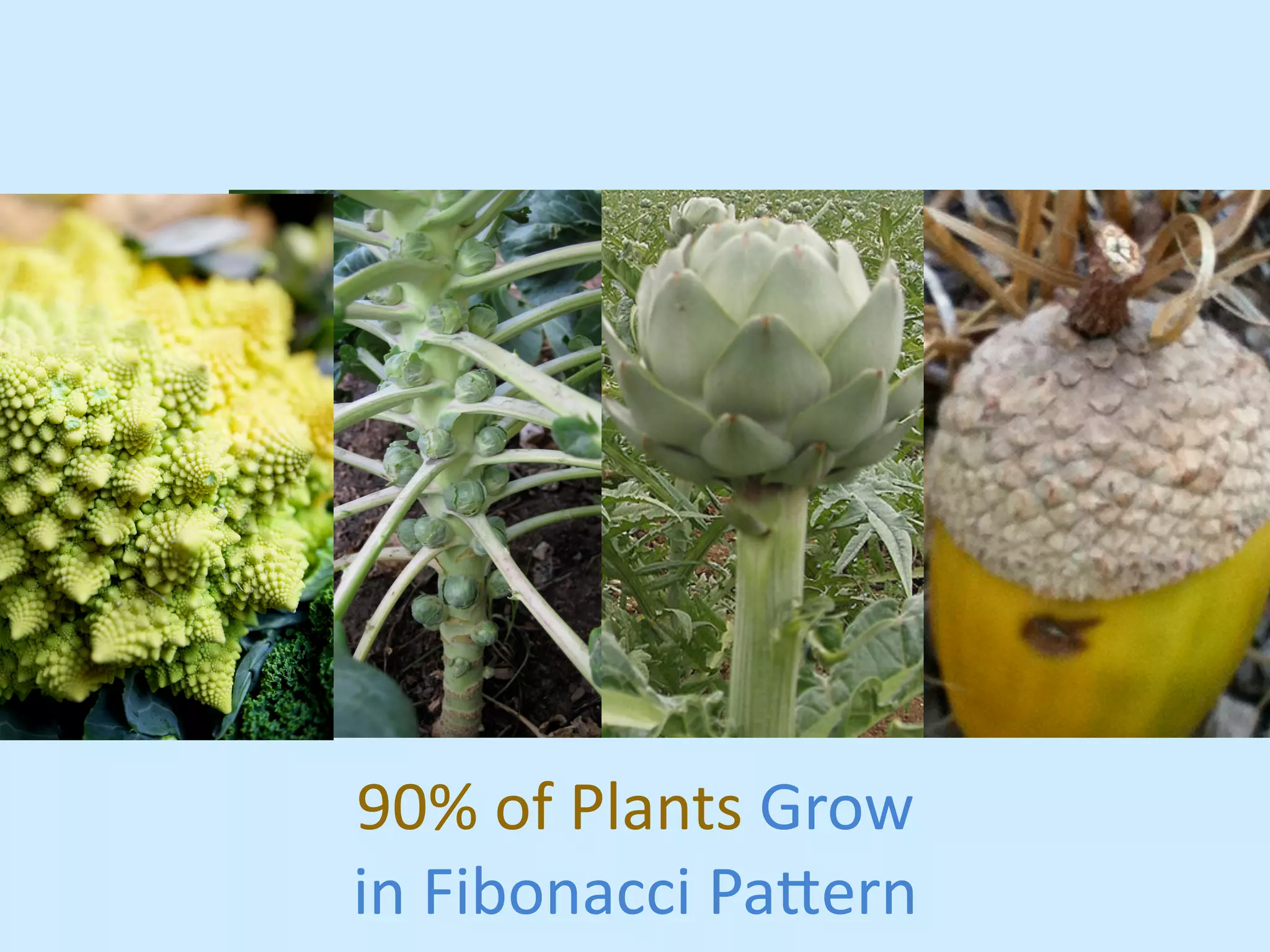 90% 
of 
Plants 
Grow 
in 
Fibonacci 
Pa,ern 
 
