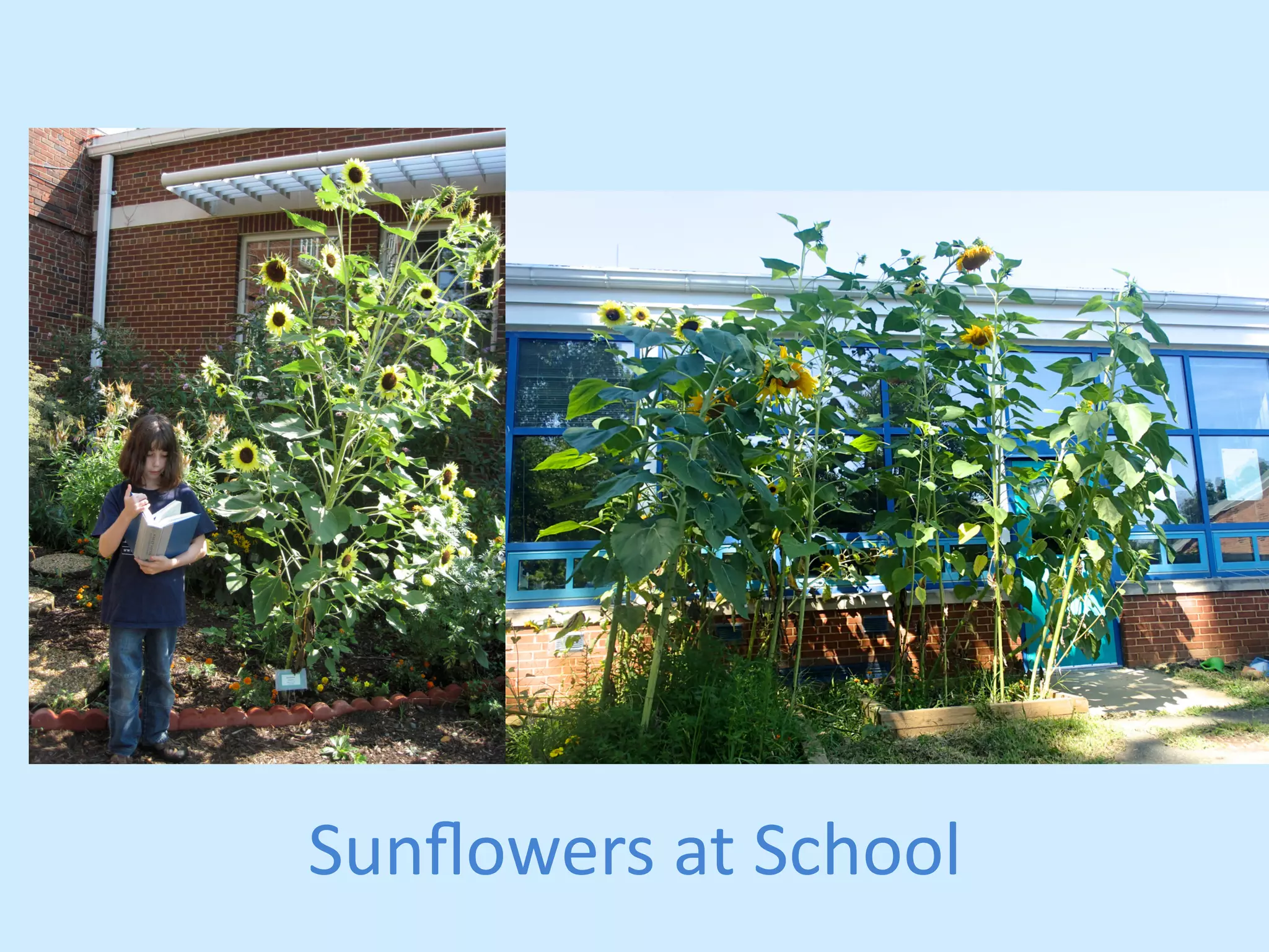 Sunflowers 
at 
School 
 