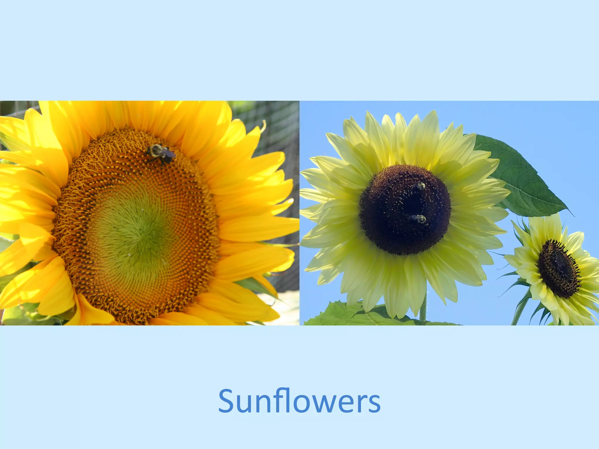 Sunflowers 
 