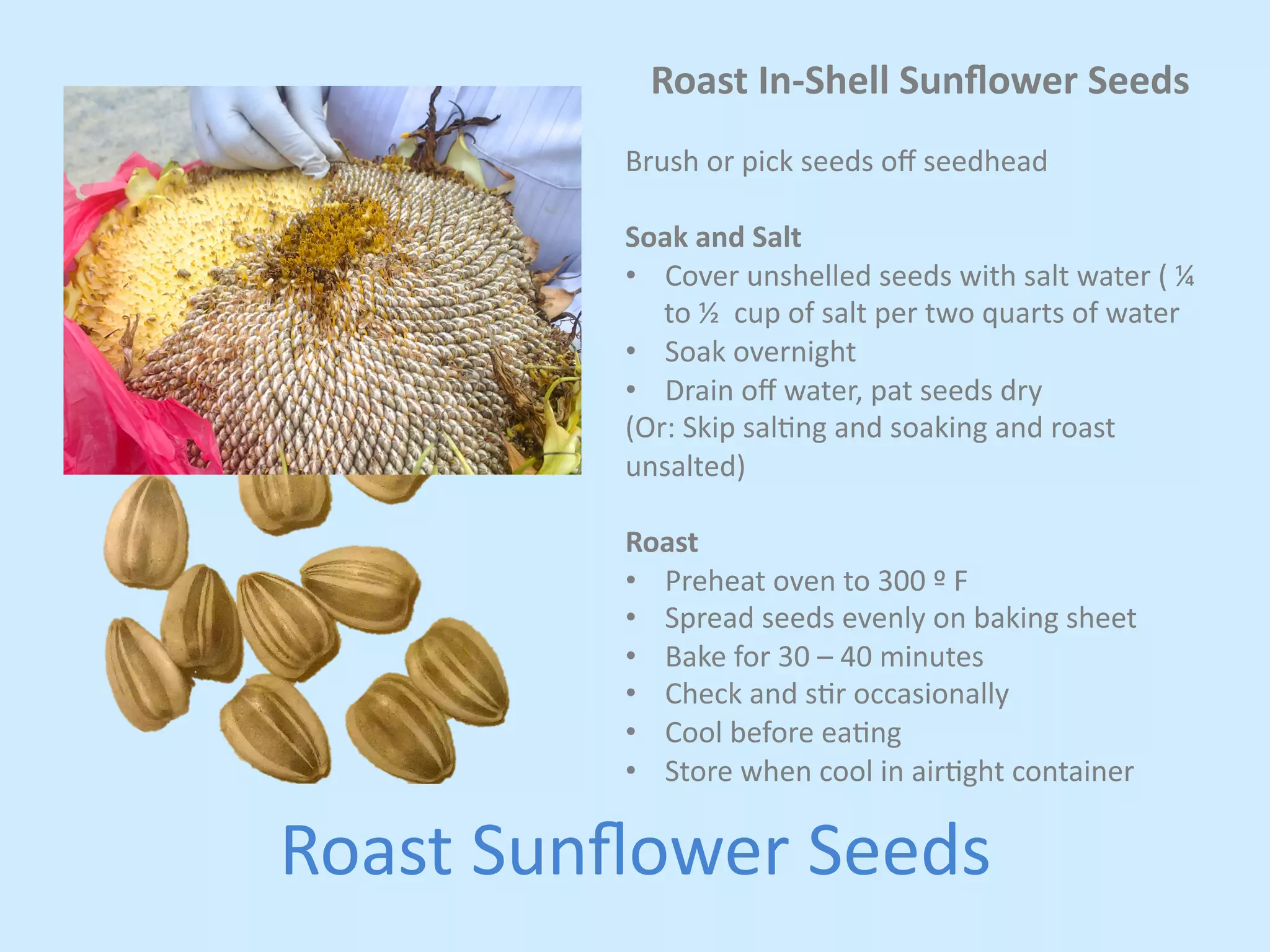 Roast 
In-­‐Shell 
Sunflower 
Seeds 
Brush 
or 
pick 
seeds 
off 
seedhead 
Soak 
and 
Salt 
• Cover 
unshelled 
seeds 
with 
salt 
water 
( 
¼ 
to 
½ 
cup 
of 
salt 
per 
two 
quarts 
of 
water 
• Soak 
overnight 
• Drain 
off 
water, 
pat 
seeds 
dry 
(Or: 
Skip 
saljng 
and 
soaking 
and 
roast 
unsalted) 
Roast 
• Preheat 
oven 
to 
300 
º 
F 
• Spread 
seeds 
evenly 
on 
baking 
sheet 
• Bake 
for 
30 
– 
40 
minutes 
• Check 
and 
sjr 
occasionally 
• Cool 
before 
eajng 
• Store 
when 
cool 
in 
airjght 
container 
Roast 
Sunflower 
Seeds 
 