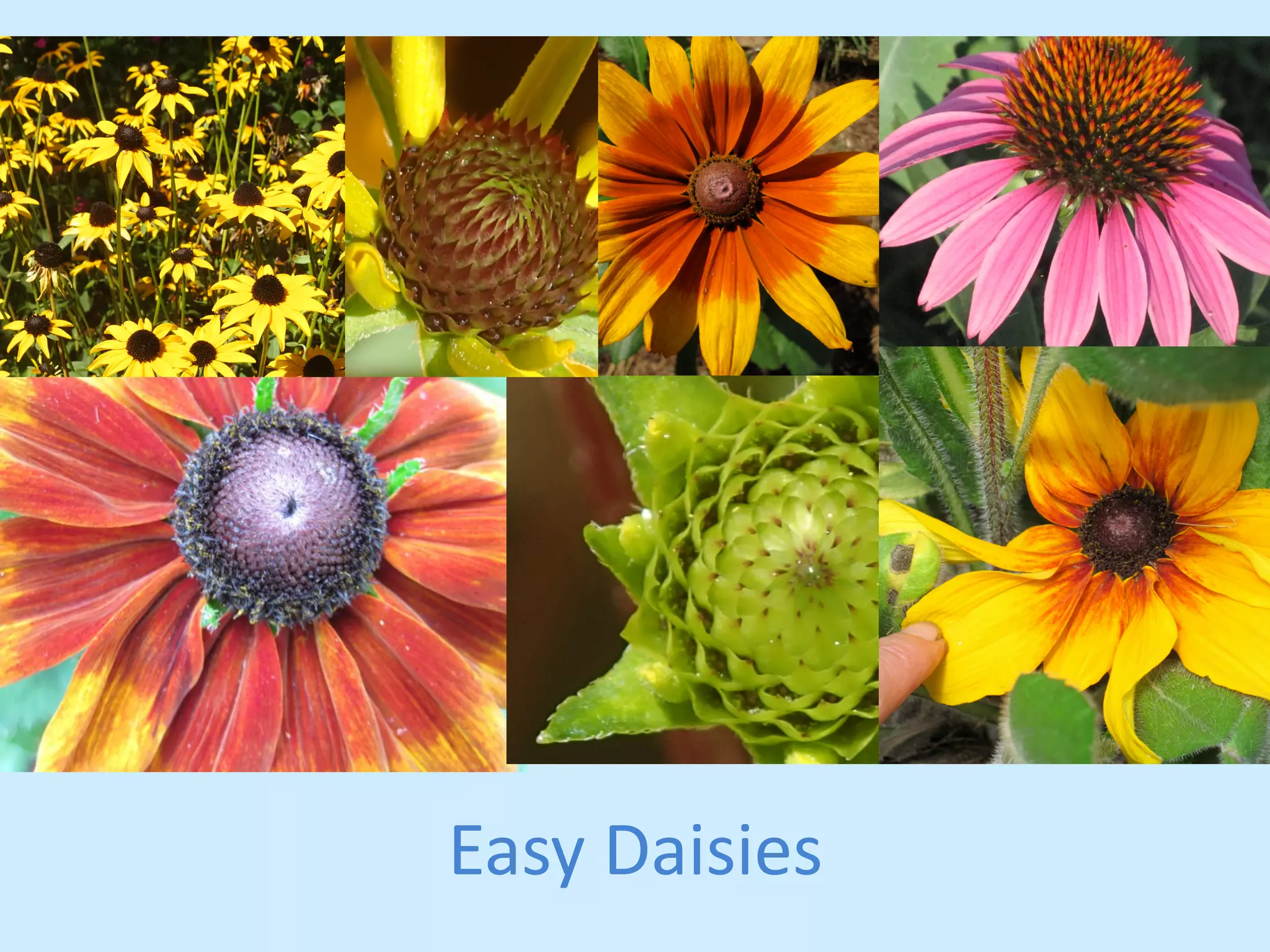 Easy 
Daisies 
 