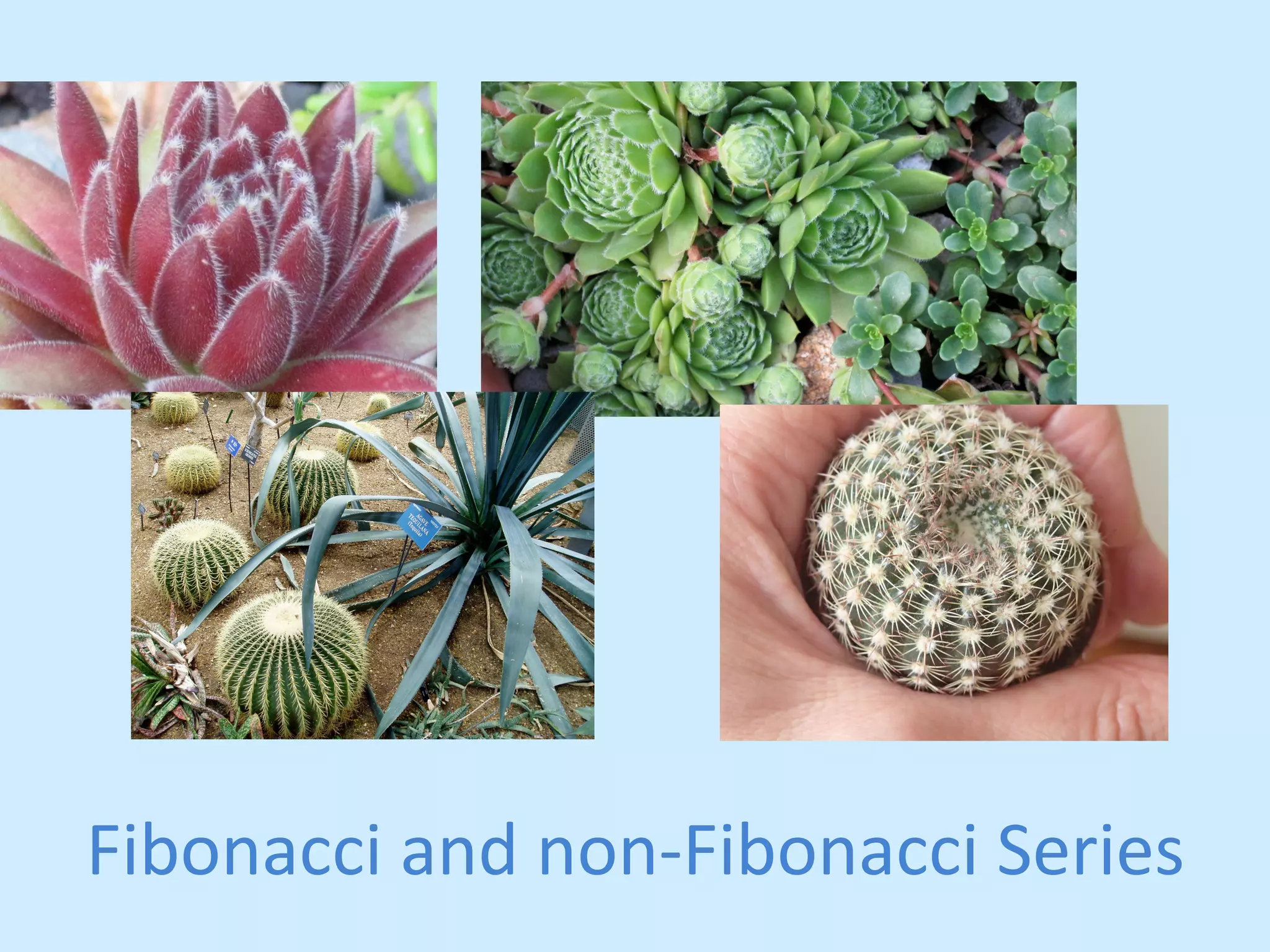 Fibonacci 
and 
non-­‐Fibonacci 
Series 
 