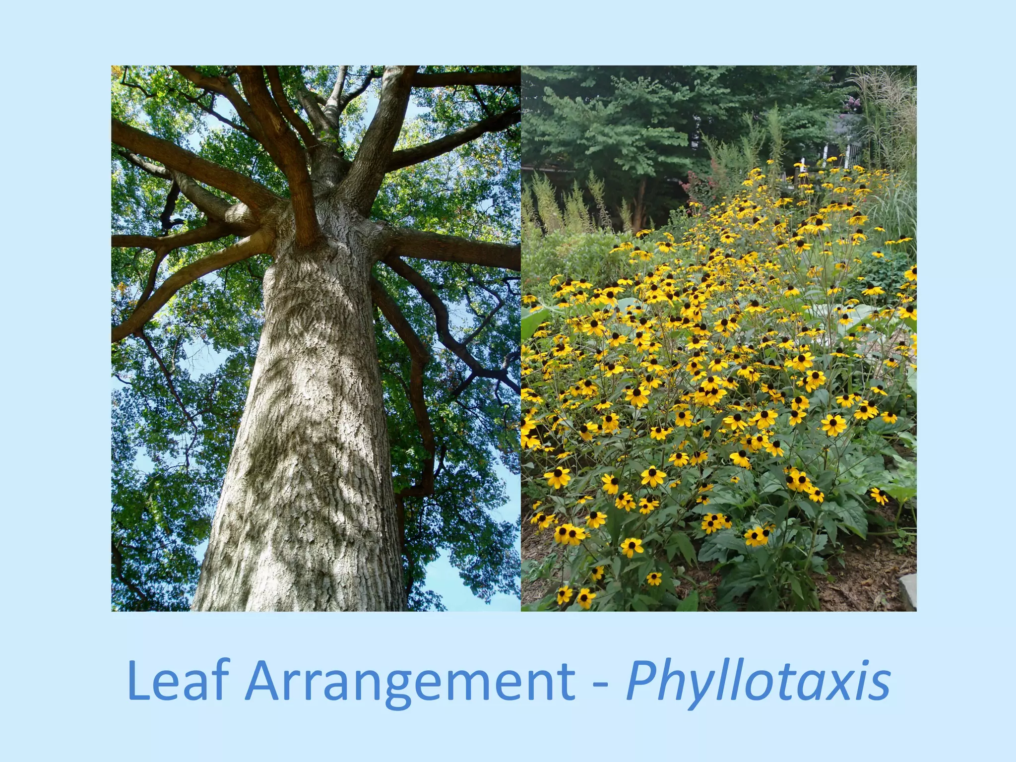 Leaf 
Arrangement 
-­‐ 
Phyllotaxis 
 