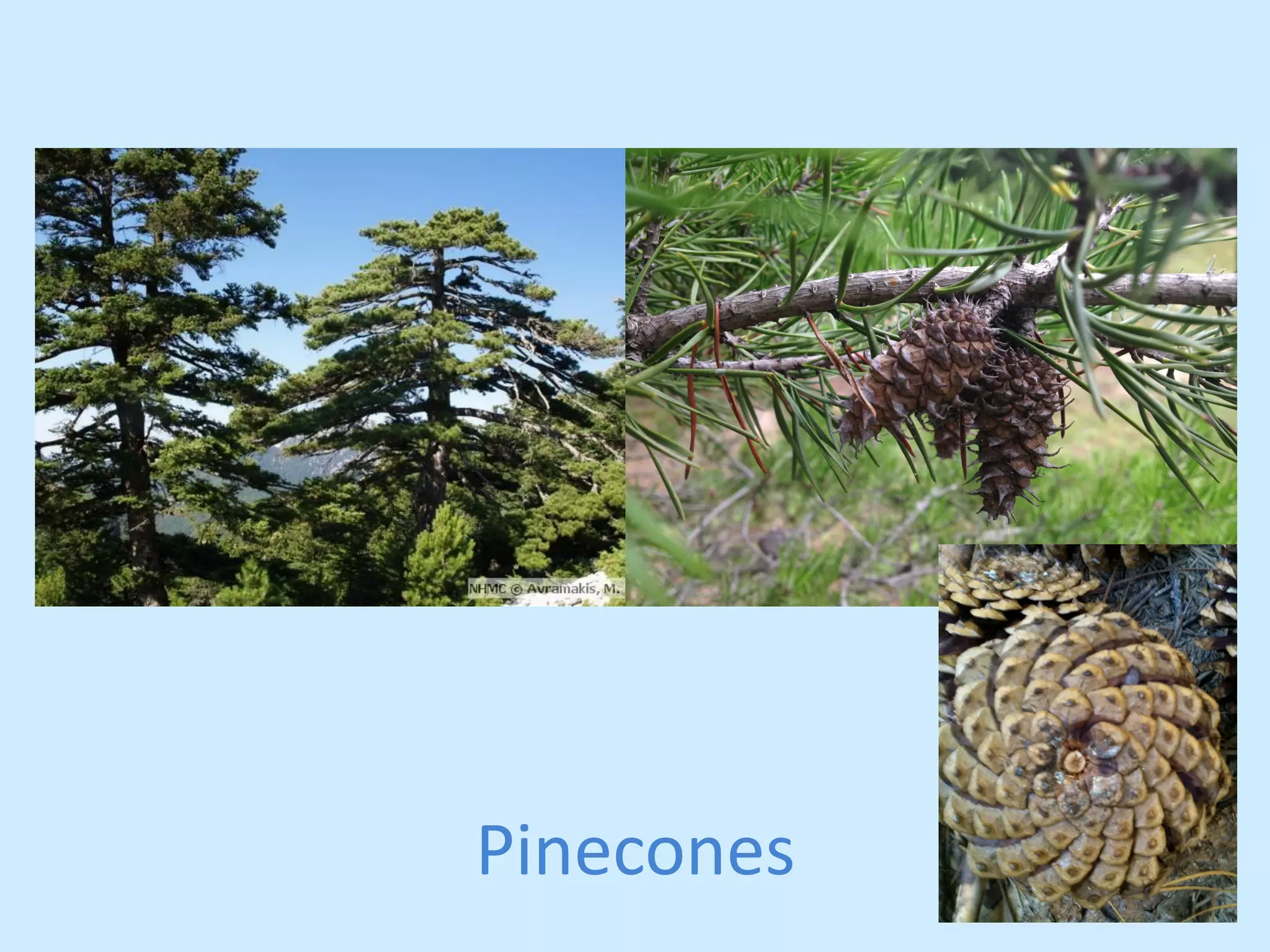 Pinecones 
 