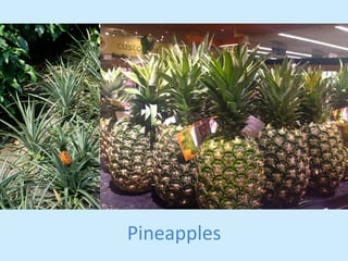 Pineapples 
 