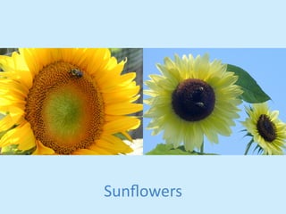 Sunflowers 
 