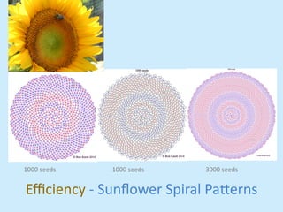 1000 
seeds 
1000 
seeds 
3000 
seeds 
Efficiency 
-­‐ 
Sunflower 
Spiral 
Pa,erns 
 