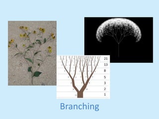 Branching 
 