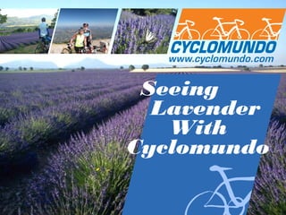 Seeing Lavender
with
Cyclomundo

 
