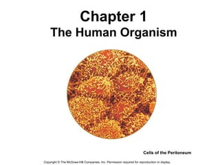 Copyright  ©  The McGraw-Hill Companies, Inc. Permission required for reproduction or display. Chapter 1 The Human Organism Cells of the Peritoneum 
