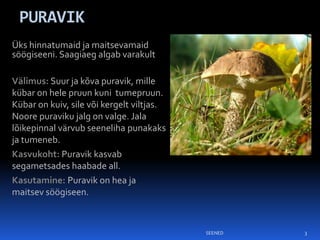 PURAVIK
Üks hinnatumaid ja maitsevamaid
söögiseeni. Saagiaeg algab varakult

Välimus: Suur ja kõva puravik, mille
kübar on hele pruun kuni tumepruun.
Kübar on kuiv, sile või kergelt viltjas.
Noore puraviku jalg on valge. Jala
lõikepinnal värvub seeneliha punakaks
ja tumeneb.
Kasvukoht: Puravik kasvab
segametsades haabade all.
Kasutamine: Puravik on hea ja
maitsev söögiseen.



                                           SEENED   3
 
