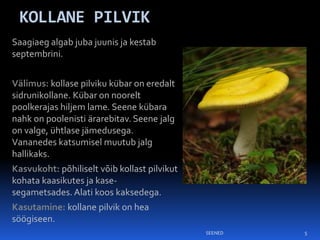 KOLLANE PILVIK
Saagiaeg algab juba juunis ja kestab
septembrini.


Välimus: kollase pilviku kübar on eredalt
sidrunikollane. Kübar on noorelt
poolkerajas hiljem lame. Seene kübara
nahk on poolenisti ärarebitav. Seene jalg
on valge, ühtlase jämedusega.
Vananedes katsumisel muutub jalg
hallikaks.
Kasvukoht: põhiliselt võib kollast pilvikut
kohata kaasikutes ja kase-
segametsades. Alati koos kaksedega.
Kasutamine: kollane pilvik on hea
söögiseen.
                                              SEENED   5
 