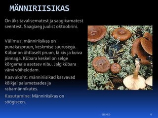 MÄNNIRIISIKAS
On üks tavalisematest ja saagikamatest
seentest. Saagiaeg juulist oktoobrini.


Välimus: männiriisikas on
punakaspruun, keskmise suurusega.
Kübar on ühtlaselt pruun, läikiv ja kuiva
pinnaga. Kübara keskel on selge
kõrgemale asetsev nibu. Jalg kübara
värvi võiheledam.
Kasvukoht: männiriisikad kasvavad
kõikjal palumetsades ja
rabamännikutes.
Kasutamine: Männiriisikas on
söögiseen.

                                            SEENED   6
 