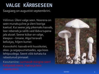 VALGE KÄRBSESEEN
Saagiaeg on augustist septembrini.

Välimus: Üleni valge seen. Noorena on
seen munakujuline ja üleni looriga
kaetud. Kui seene jalg pikemaks kasvab,
loor rebeneb ja säilib vaid lõdva tupena
jala alusel. Seene kübar on valge,
kleepuv – limane. Algul teravalt
kellukjas, hiljem kumer.
Kasvukoht: kasvab eriti kuusikutes,
okas- ja segapuumetsades, aga koos
lehtpuudega. Seent võib kohata ka
rabastunud pinnasel.
Kasutamine: surmavalt mürgine seen!
Kahjustab neere, maksa ja teisi
siseelundeid.
                                           SEENED   9
 