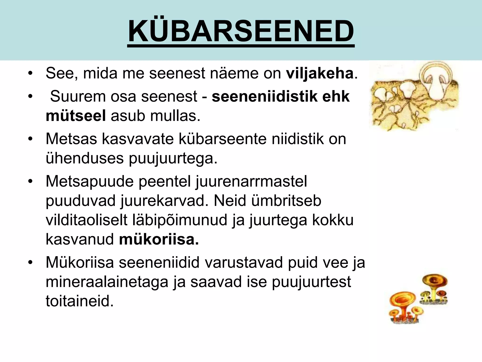 KÜBARSEENED 
• See, mida me seenest näeme on viljakeha. 
• Suurem osa seenest - seeneniidistik ehk 
mütseel asub mullas. 
• Metsas kasvavate kübarseente niidistik on 
ühenduses puujuurtega. 
• Metsapuude peentel juurenarrmastel 
puuduvad juurekarvad. Neid ümbritseb 
vilditaoliselt läbipõimunud ja juurtega kokku 
kasvanud mükoriisa. 
• Mükoriisa seeneniidid varustavad puid vee ja 
mineraalainetaga ja saavad ise puujuurtest 
toitaineid. 
 