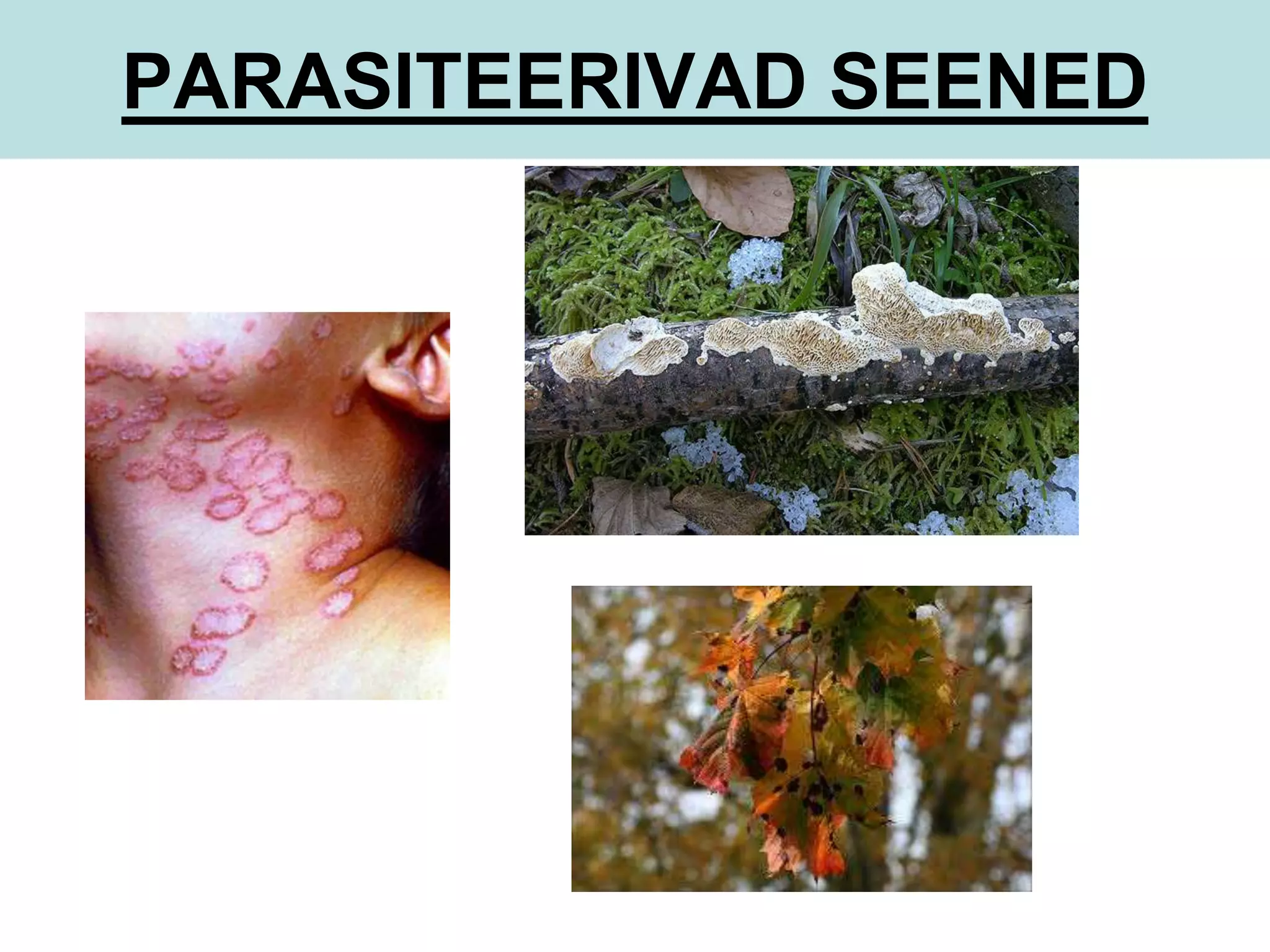 PARASITEERIVAD SEENED 
 