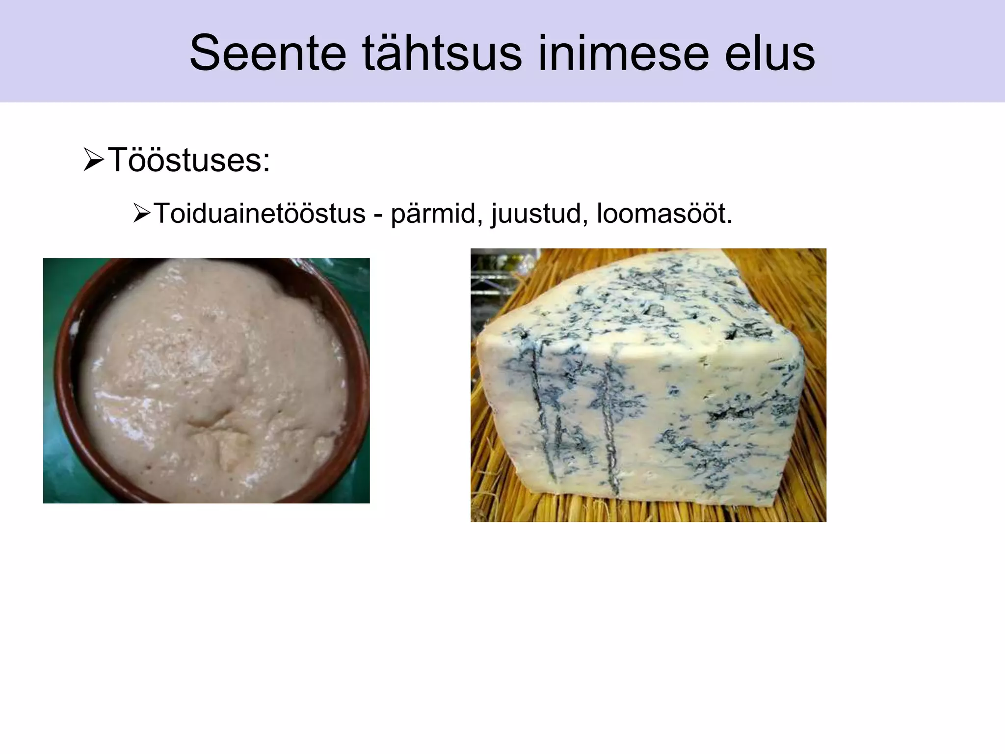 Seente tähtsus inimese elus 
Tööstuses: 
Toiduainetööstus - pärmid, juustud, loomasööt. 
 