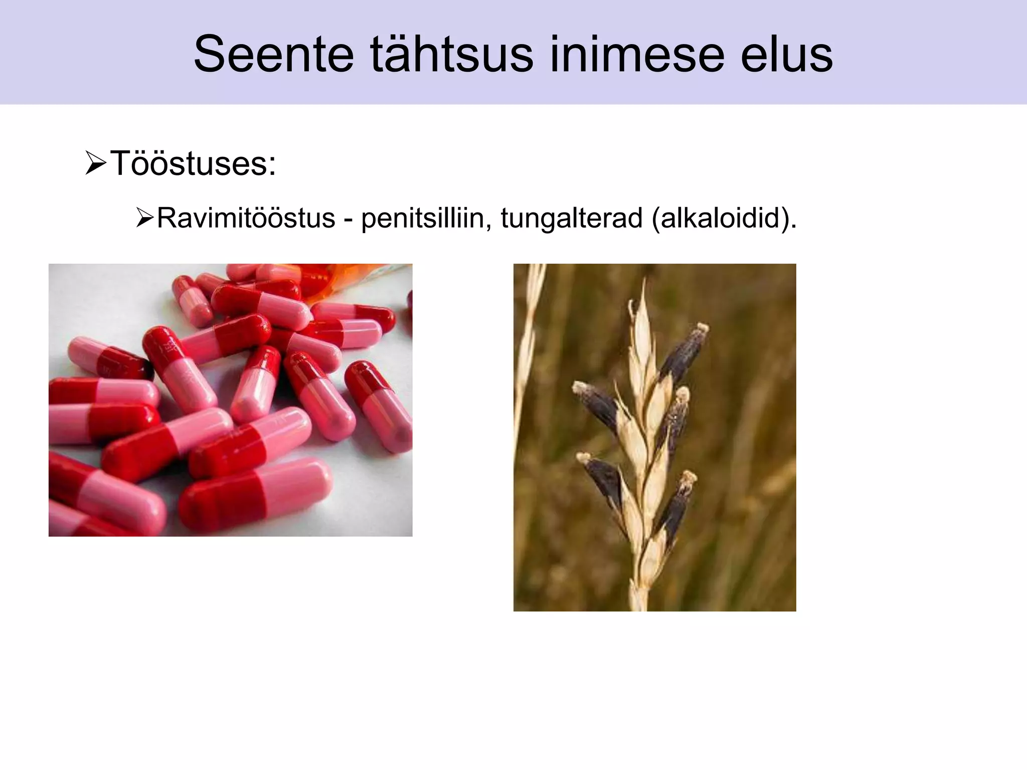 Seente tähtsus inimese elus 
Tööstuses: 
Ravimitööstus - penitsilliin, tungalterad (alkaloidid). 
 