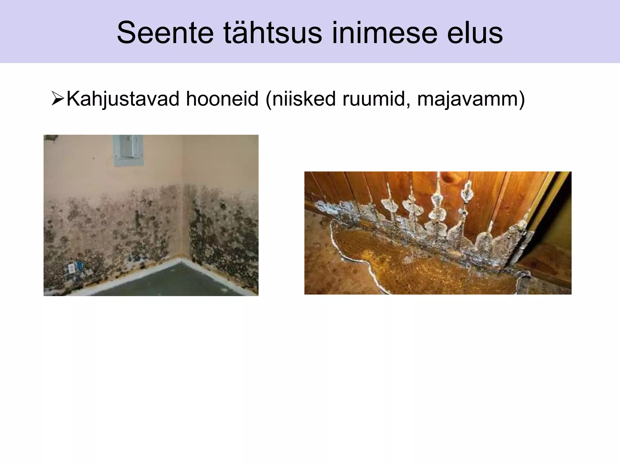 Seente tähtsus inimese elus 
Kahjustavad hooneid (niisked ruumid, majavamm) 
 