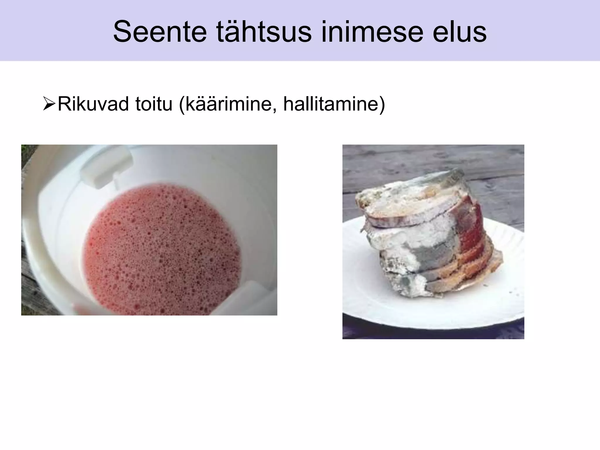 Seente tähtsus inimese elus 
Rikuvad toitu (käärimine, hallitamine) 
 