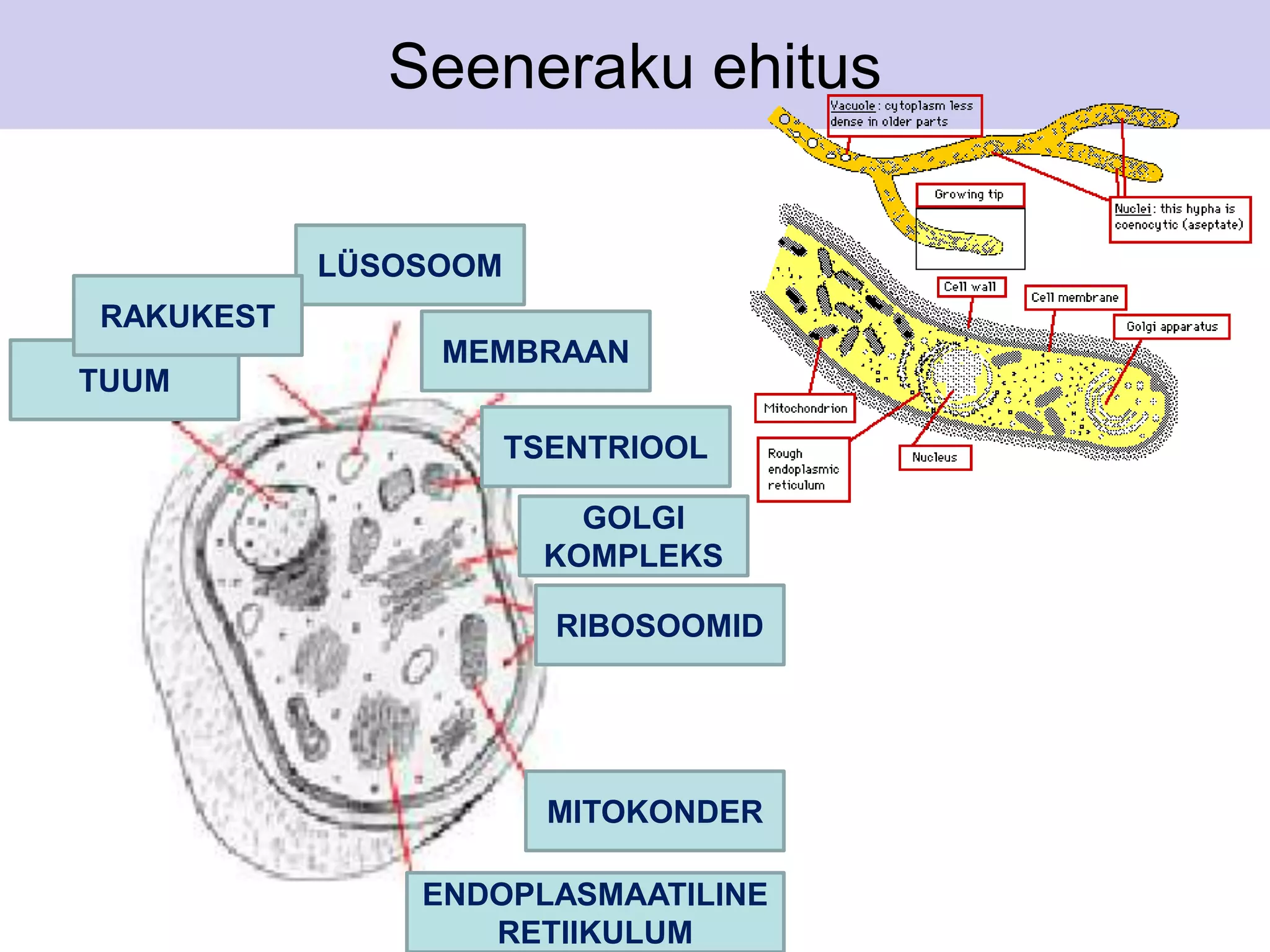 Seeneraku ehitus 
MEMBRAAN 
TUUM 
LÜSOSOOM 
RAKUKEST 
TSENTRIOOL 
GOLGI 
KOMPLEKS 
RIBOSOOMID 
MITOKONDER 
ENDOPLASMAATILINE 
RETIIKULUM 
 