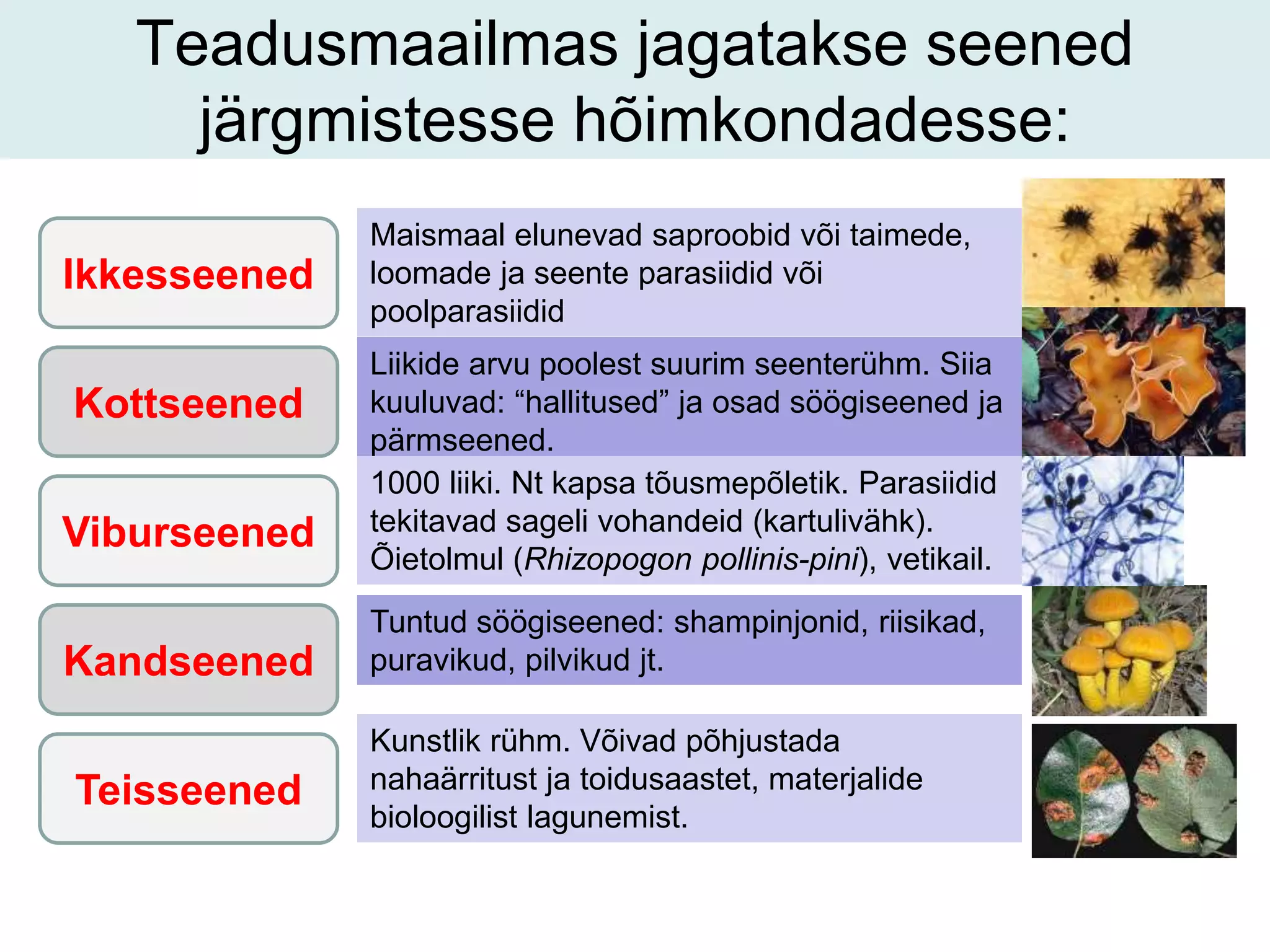 Teadusmaailmas jagatakse seened 
järgmistesse hõimkondadesse: 
Maismaal elunevad saproobid või taimede, 
loomade ja seente parasiidid või 
poolparasiidid 
Ikkesseened 
Kottseened 
Viburseened 
Kandseened 
Teisseened 
Liikide arvu poolest suurim seenterühm. Siia 
kuuluvad: “hallitused” ja osad söögiseened ja 
pärmseened. 
1000 liiki. Nt kapsa tõusmepõletik. Parasiidid 
tekitavad sageli vohandeid (kartulivähk). 
Õietolmul (Rhizopogon pollinis-pini), vetikail. 
Tuntud söögiseened: shampinjonid, riisikad, 
puravikud, pilvikud jt. 
Kunstlik rühm. Võivad põhjustada 
nahaärritust ja toidusaastet, materjalide 
bioloogilist lagunemist. 
 