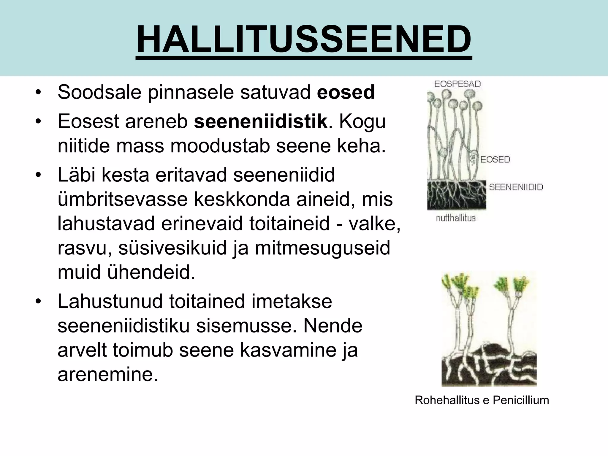 HALLITUSSEENED 
• Soodsale pinnasele satuvad eosed 
• Eosest areneb seeneniidistik. Kogu 
niitide mass moodustab seene keha. 
• Läbi kesta eritavad seeneniidid 
ümbritsevasse keskkonda aineid, mis 
lahustavad erinevaid toitaineid - valke, 
rasvu, süsivesikuid ja mitmesuguseid 
muid ühendeid. 
• Lahustunud toitained imetakse 
seeneniidistiku sisemusse. Nende 
arvelt toimub seene kasvamine ja 
arenemine. 
Rohehallitus e Penicillium 
 