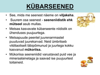 KÜBARSEENED 
• See, mida me seenest näeme on viljakeha. 
• Suurem osa seenest - seeneniidistik ehk 
mütseel asub mullas. 
• Metsas kasvavate kübarseente niidistik on 
ühenduses puujuurtega. 
• Metsapuude peentel juurenarrmastel 
puuduvad juurekarvad. Neid ümbritseb 
vilditaoliselt läbipõimunud ja juurtega kokku 
kasvanud mükoriisa. 
• Mükoriisa seeneniidid varustavad puid vee ja 
mineraalainetaga ja saavad ise puujuurtest 
toitaineid. 
 