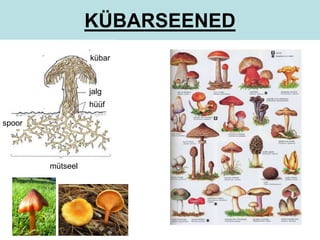 KÜBARSEENED 
kübar 
jalg 
hüüf 
mütseel 
spoor 
 