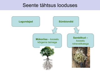 Seente tähtsus looduses 
Lagundajad Sümbiondid 
Mükoriisa – kooselu 
kõrgema taimega 
Samblikud – 
kooselu 
rohevetikatega 
 