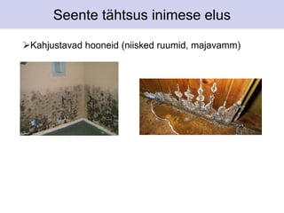 Seente tähtsus inimese elus 
Kahjustavad hooneid (niisked ruumid, majavamm) 
 