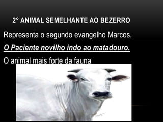 2° ANIMAL SEMELHANTE AO BEZERRO
Representa o segundo evangelho Marcos.
O Paciente novilho indo ao matadouro.
O animal mais forte da fauna
 
