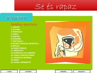 Se és rapaz
O CORPO
ÓRGÃOS GENITAIS
1–MEATO
2-GLANDE
3-PREPÚCIO
4-PÉNIS
5-URETRA
6-EPIDÍMO
7-TESTÍCULO
8-ESCROTO(BOLSA ESCROTAL)
9-BEXIGA
10-OSSO PÚBICO
11-PRÓSTATA
12-GLÂNDULA DE COWPER
13-CANAL EJACULATÓRIO
14-VESÍCULA SEMINAL
15-ÂNUS
16-CANAL DEFERENTE

2
<< INÍCIO

< ANTERIOR

PRÓXIMO >

FINALIZAR >>

 
