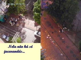 Nela não há só  jacarandás... 16.30h – 31.10.11 