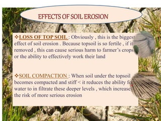 EFFECTS OF SOILEROSION
LOSS OF TOP SOIL : Obviously , this is the biggest
effect of soil erosion . Because topsoil is so fertile , if it s
removed , this can cause serious harm to farmer’s crops
or the ability to effectively work their land
SOIL COMPACTION : When soil under the topsoil
becomes compacted and stiff < it reduces the ability for
water to in filtrate these deeper levels , which increases
the risk of more serious erosion
 