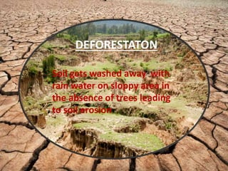DEFORESTATON
Soil gets washed away with
rain water on sloppy area in
the absence of trees leading
to soil erosion
 