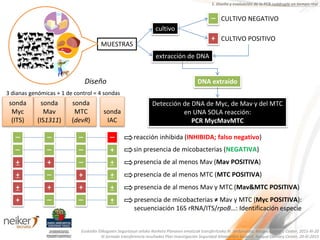 sonda
Myc
(ITS)
sonda
Mav
(IS1311)
sonda
MTC
(devR)
sonda
IAC
MUESTRAS
cultivo
+
— CULTIVO NEGATIVO
CULTIVO POSITIVO
extracción de DNA
— — — — reacción inhibida (INHIBIDA; falso negativo)
— — — + sin presencia de micobacterias (NEGATIVA)
+ — + presencia de al menos Mav (Mav POSITIVA)+
— + + presencia de al menos MTC (MTC POSITIVA)+
+ + + presencia de al menos Mav y MTC (Mav&MTC POSITIVA)+
— — + presencia de micobacterias ≠ Mav y MTC (Myc POSITIVA):
secuenciación 16S rRNA/ITS/rpoB…: Identificación especie
+
DNA extraído
Detección de DNA de Myc, de Mav y del MTC
en UNA SOLA reacción:
PCR MycMavMTC
1. Diseño y evaluación de la PCR cuádruple en tiempo real
3 dianas genómicas + 1 de control = 4 sondas
Diseño
Euskadin Elikagaien Segurtasun arloko Ikerketa Planaren emaitzak transferitzeko III. Jardunaldia, Basque Culinary Center, 2015-XI-20
III Jornada transferencia resultados Plan Investigación Seguridad Alimentaria Euskadi, Basque Culinary Center, 20-XI-2015
 