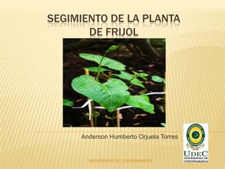 SEGIMIENTO DE LA PLANTA
DE FRIJOL

Anderson Humberto Orjuela Torres

UNIVERSIDAD DE CUNDINAMARCA

 