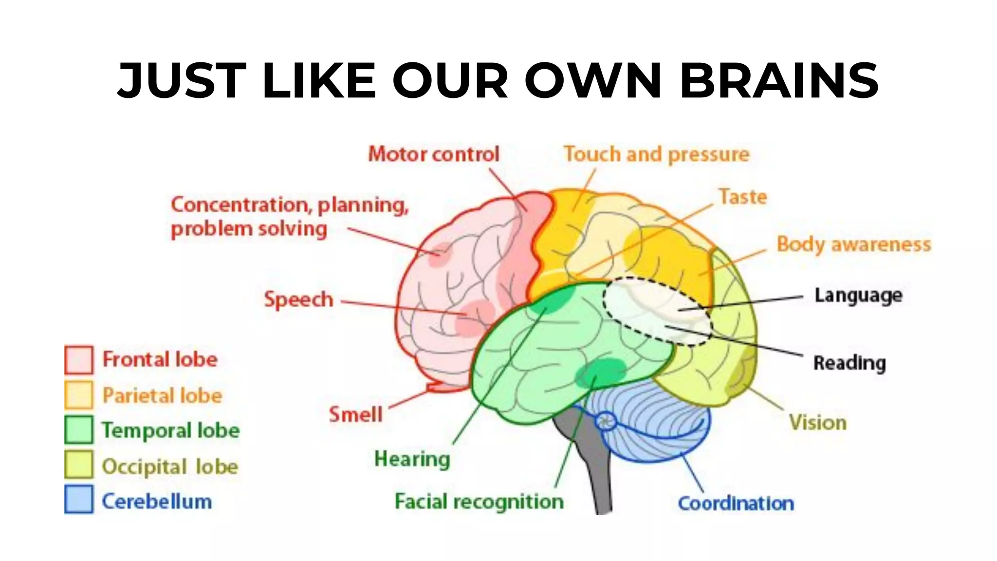 JUST LIKE OUR OWN BRAINS
 