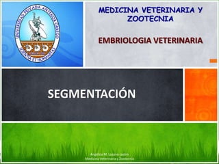 MEDICINA VETERINARIA Y ZOOTECNIA EMBRIOLOGIA VETERINARIA SEGMENTACIÓN Angélica M. Lozano castro                                                    Medicina Veterinaria y Zootecnia 