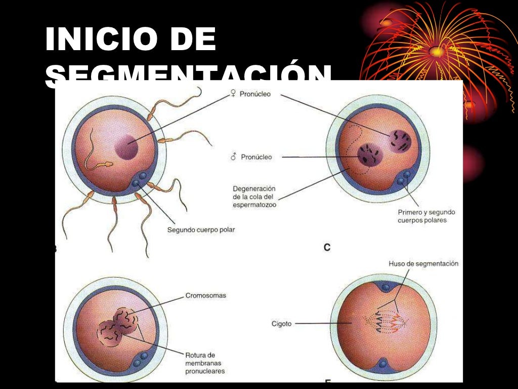 Segmentados Baixos: O Que Isso Significa Para A Sua Saúde? – TYAQZG