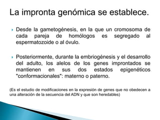 La impronta genómica se establece.
 Desde la gametogénesis, en la que un cromosoma de
cada pareja de homólogos es segregado al
espermatozoide o al óvulo.
 Posteriormente, durante la embriogénesis y el desarrollo
del adulto, los alelos de los genes improntados se
mantienen en sus dos estados epigenéticos
"conformacionales": materno o paterno.
(Es el estudio de modificaciones en la expresión de genes que no obedecen a
una alteración de la secuencia del ADN y que son heredables)
 